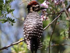 (Ladder-backed Woodpecker) male juvenile (Ladder-backed Woodpecker) male juvenile