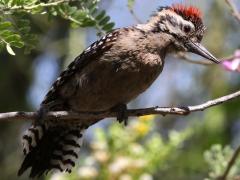 (Ladder-backed Woodpecker) male ventral (Ladder-backed Woodpecker) male ventral