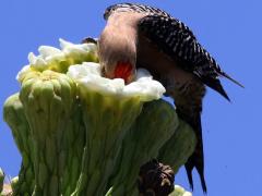 (Gila Woodpecker) male feeds (Gila Woodpecker) male feeds