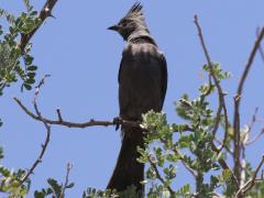 (Northern Phainopepla) female (Northern Phainopepla) female