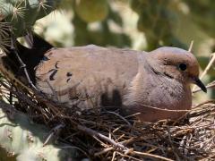 (Mourning Dove) nest (Mourning Dove) nest