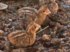 (Gambel's Quail) chicks (Gambel's Quail) chicks