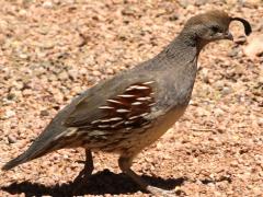 (Gambel's Quail) female walking (Gambel's Quail) female walking
