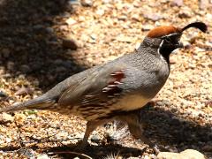 (Gambel's Quail) male walking (Gambel's Quail) male walking