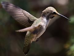(Costa's Hummingbird) male hovering (Costa's Hummingbird) male hovering