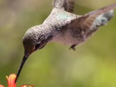 (Costa's Hummingbird) male nectaring (Costa's Hummingbird) male nectaring