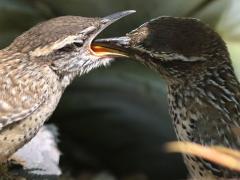 (Cactus Wren) feeding chick (Cactus Wren) feeding chick