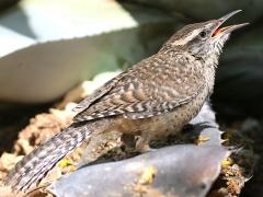 (Cactus Wren) juvenile (Cactus Wren) juvenile