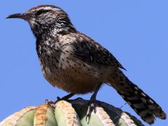 (Cactus Wren) perching (Cactus Wren) perching