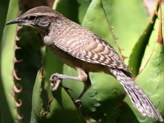 (Cactus Wren) profile (Cactus Wren) profile