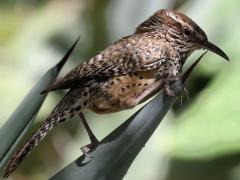 (Cactus Wren) resting (Cactus Wren) resting
