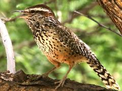 (Cactus Wren) singing (Cactus Wren) singing