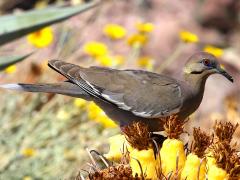 (White-winged Dove) feeds (White-winged Dove) feeds