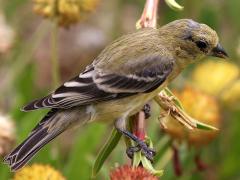 (Lesser Goldfinch) female profile (Lesser Goldfinch) female profile