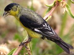 (Lesser Goldfinch) male profile (Lesser Goldfinch) male profile