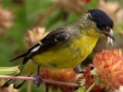 (Lesser Goldfinch) male ventral (Lesser Goldfinch) male ventral
