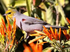 (Verdin) lateral (Verdin) lateral