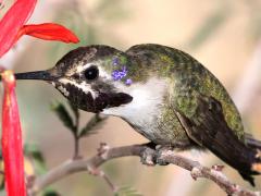 (Costa's Hummingbird) male nectaring (Costa's Hummingbird) male nectaring