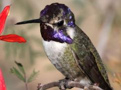 (Costa's Hummingbird) male perching (Costa's Hummingbird) male perching