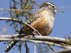 (Cactus Wren) perching (Cactus Wren) perching
