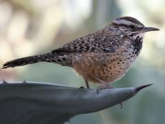 (Cactus Wren) standing (Cactus Wren) standing