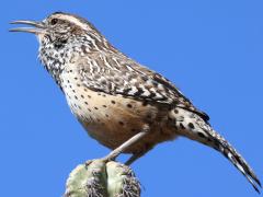 (Cactus Wren) singing (Cactus Wren) singing