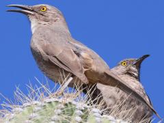 (Curve-billed Thrasher) singing (Curve-billed Thrasher) singing