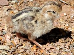 (Gambel's Quail) chick (Gambel's Quail) chick