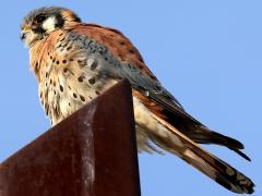 (American Kestrel) perching