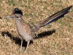 (Greater Roadrunner) frontal