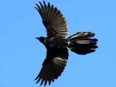 (Great-tailed Grackle) flaps