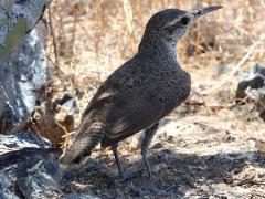 (Rock Wren) rump