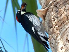 (Acorn Woodpecker) female caching acorn