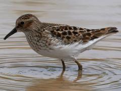 (Least Sandpiper) walking