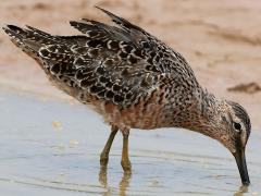 (Long-billed Dowitcher) forages