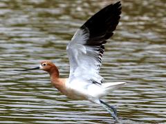 (American Avocet) blastoff