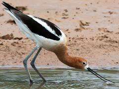 (American Avocet) foraging