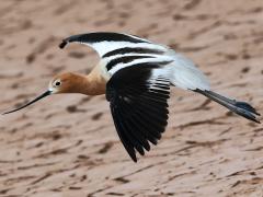 (American Avocet) gliding