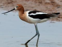 (American Avocet) wading