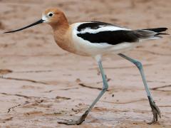(American Avocet) walking