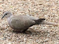 (Eurasian Collared Dove) profile