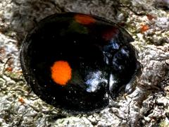 (Twice-stabbed Lady Beetle) dorsal