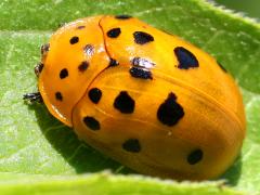 (Argus Tortoise Beetle) profile