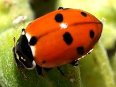 (Variegated Lady Beetle) dorsal