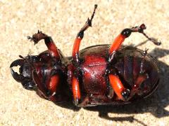 (Reddish-brown Stag Beetle) female ventral