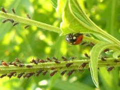 (Brown Ambrosia Aphid) and Seven-spotted Lady Beetle (Brown Ambrosia Aphid) and Seven-spotted Lady Beetle
