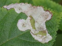 Lantana Hispid surface mine on Common Lantana