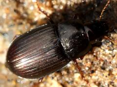 (Social Sun Beetle) dorsal