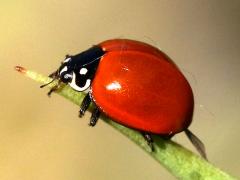 (Spotless Lady Beetle) profile