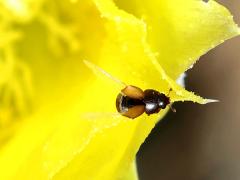(Cactus Sap Beetle) dorsal on Santa Rita Pricklypear